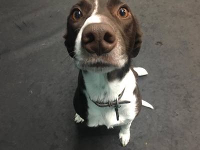Hello from Wag-A-Tail Doggie Daycare Guest